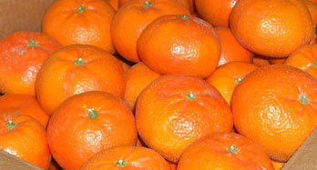 Tangerines Tardía 18 Kg
