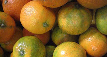 Tangerines Clemenrubi 18Kg
