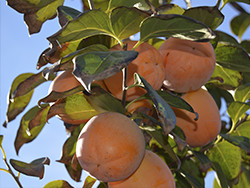 Buy Persimmons Online - Valencia persimmons online