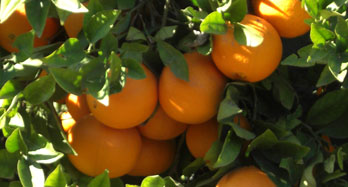 Oranges Navel Lane Late 18Kg