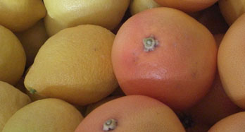 Mixed Lemons and Grapefruits 12 Kg