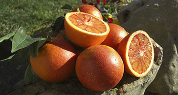 Blood Oranges 10Kg